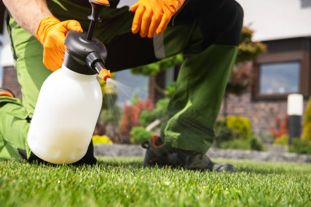 Best Local Pest Control Services  in Belleair Beach, FL