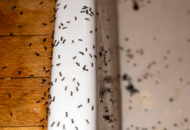 Best Pest Control Near Me  in Belleair Beach, FL
