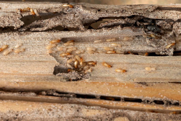 Best Wasp Removal Services  in Belleair Beach, FL